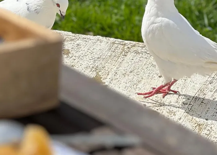 Manoir De La Barre * Ceton